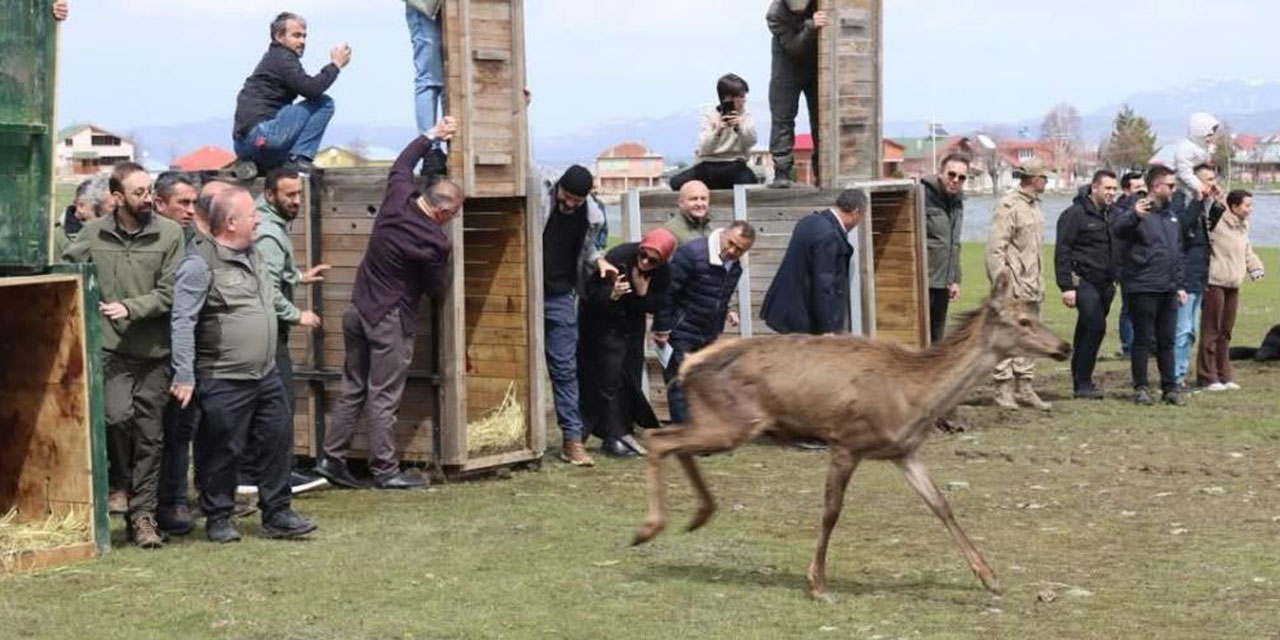 Ordu’da doğaya 16 kızıl geyik salındı