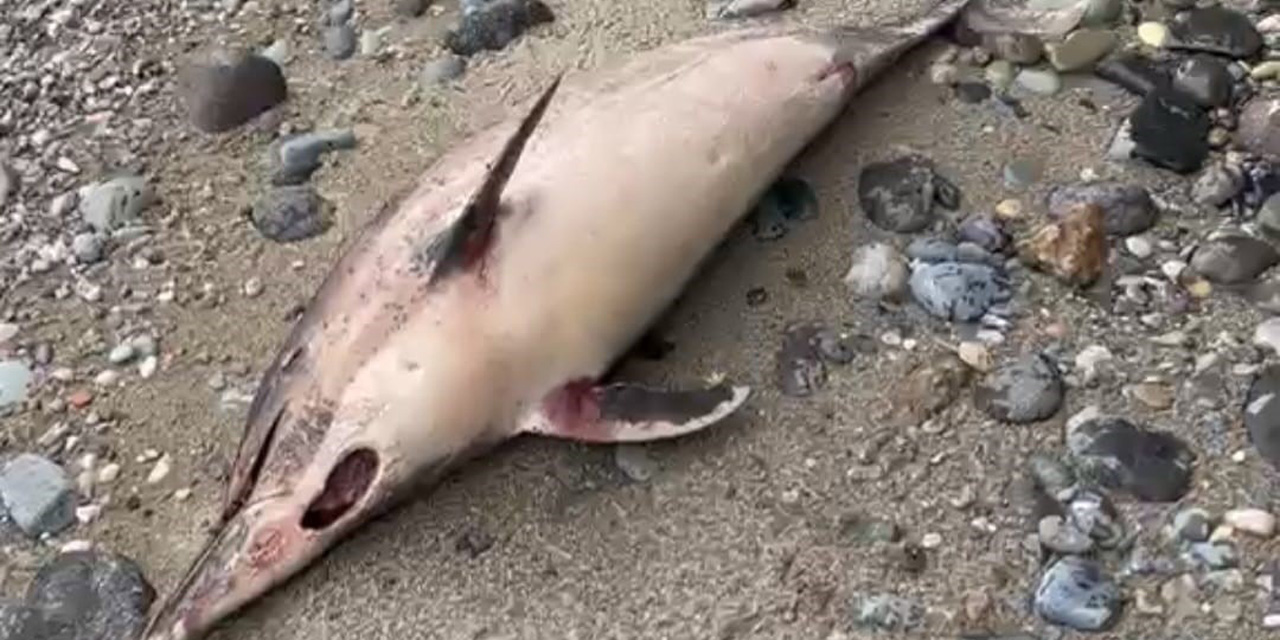 Trabzon'da yunus balığı ölümleri