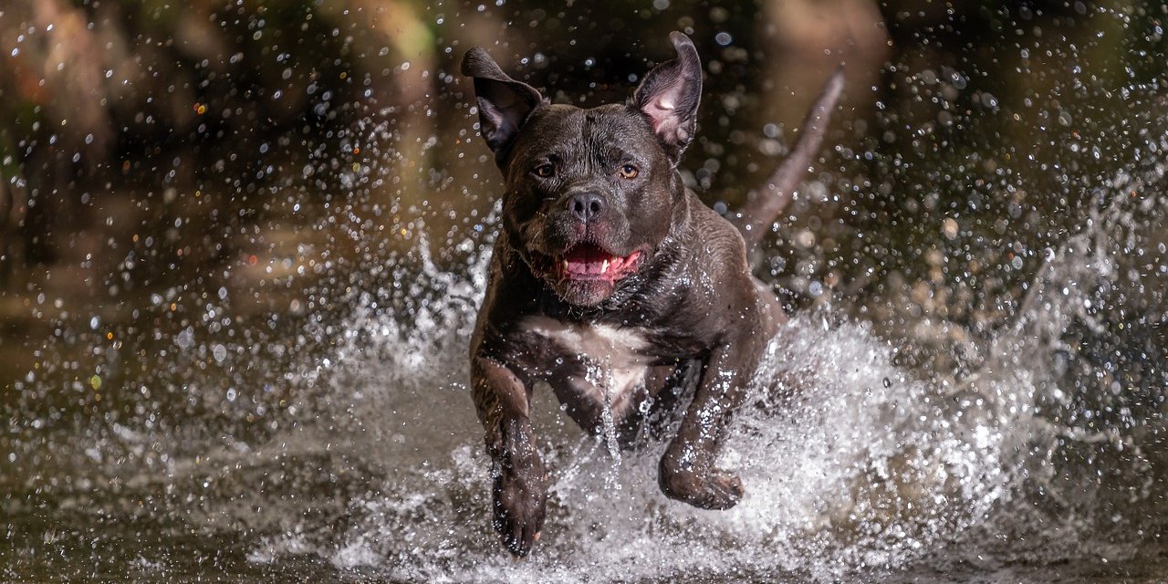 İngiltere’de Tehlikeli Köpek Irklarının Yasaklanması Gündemde