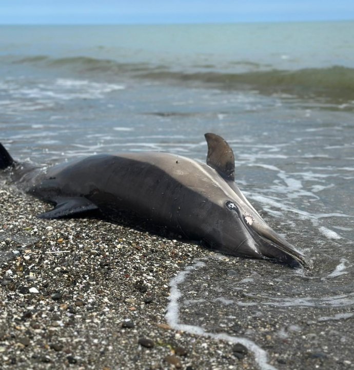 Sahile vuran ölü yunuslar tedirgin ediyor
