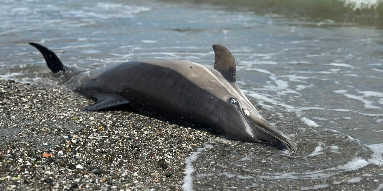 Sahile vuran ölü yunuslar tedirgin ediyor