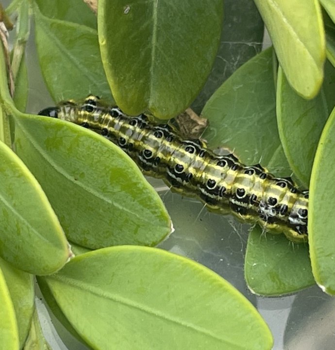 Artvin’de şimşir güvesine karşı biyolojik mücadele sürüyor