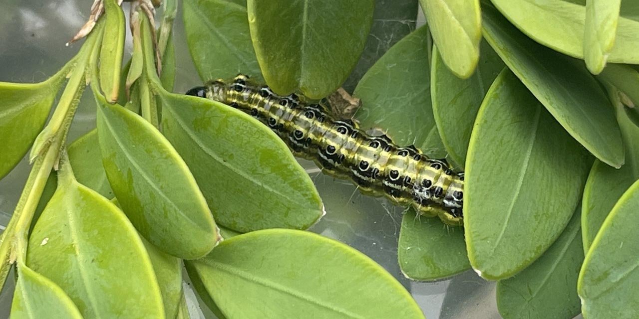 Artvin’de şimşir güvesine karşı biyolojik mücadele sürüyor