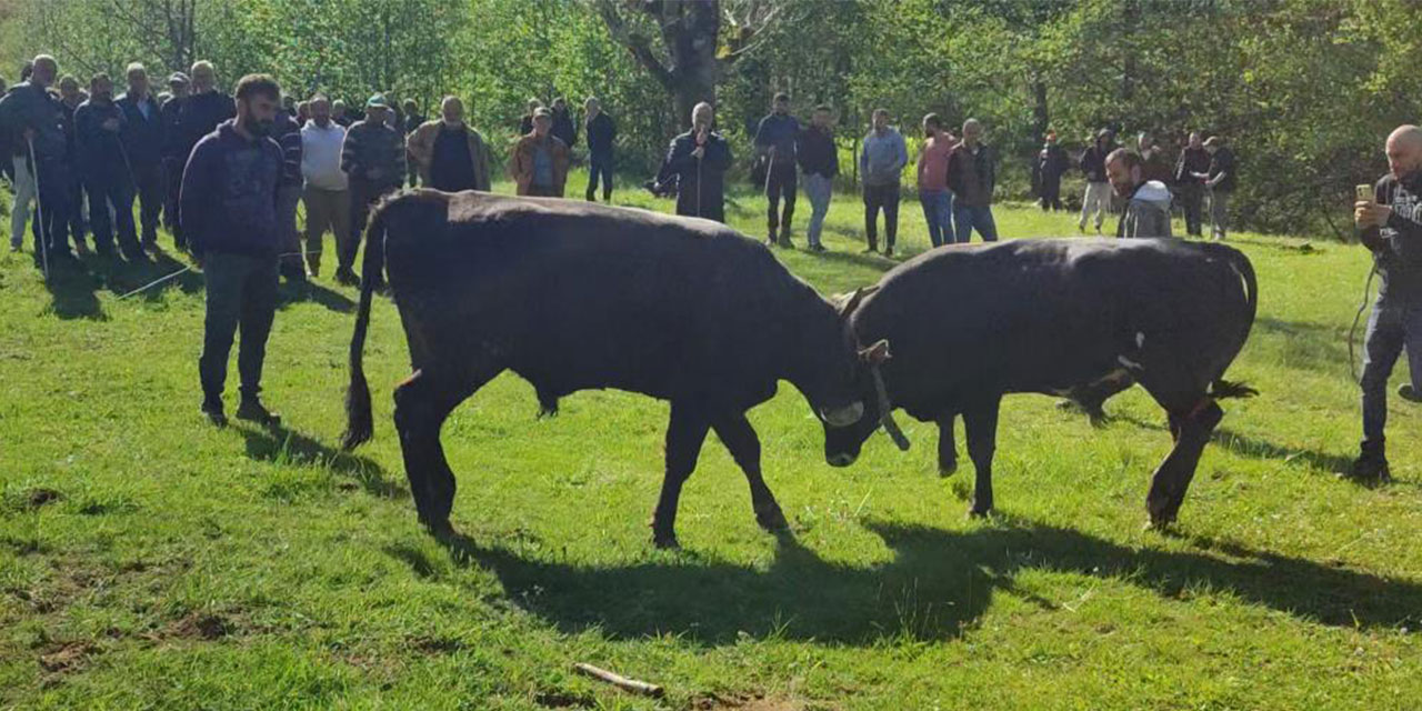 Rize'de boğalar arenaya hazırlanıyor