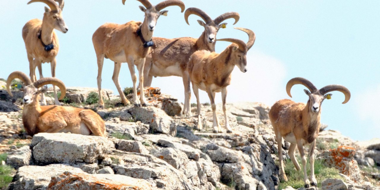 Anadolu Yaban Koyununu Avlama Bedeli 675 Bin Tl