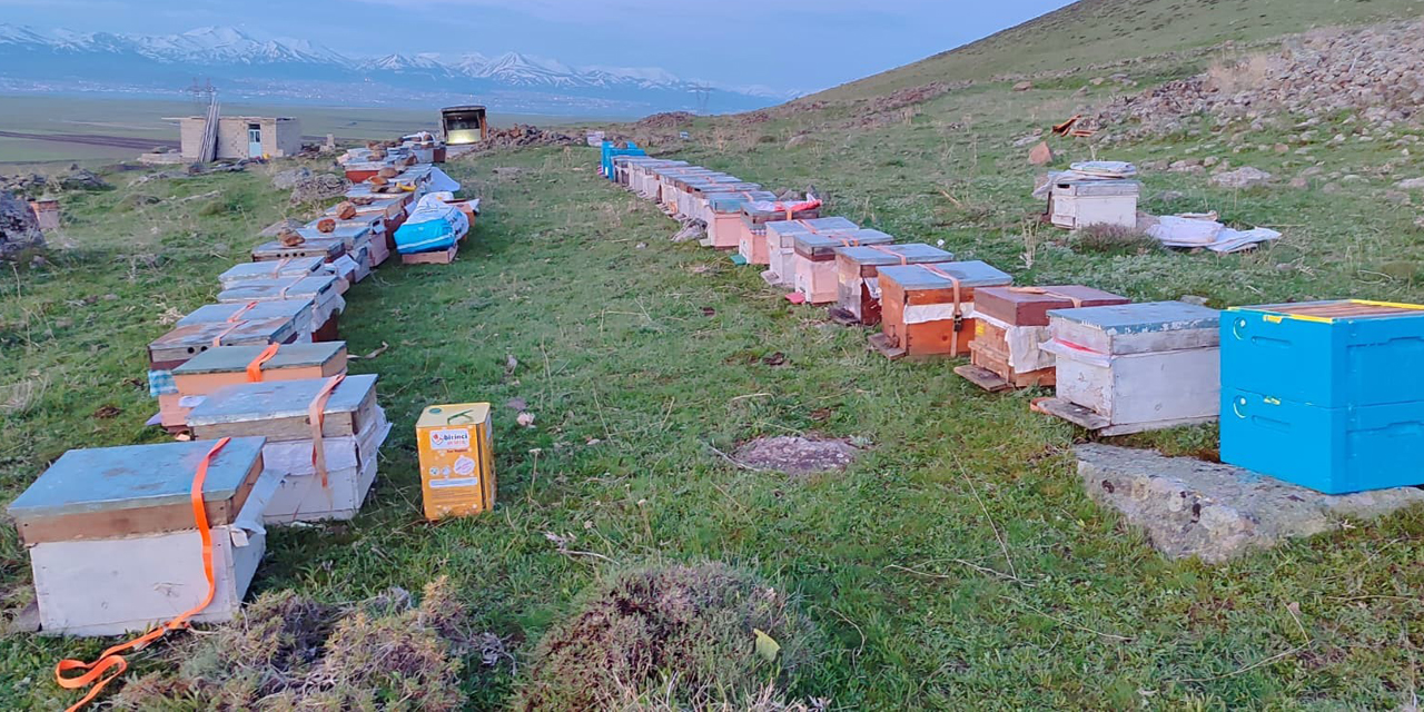 Karadeniz'in gezgin arıcıları yeni sezon için Doğu Anadolu'nun dağlarını mesken tuttu