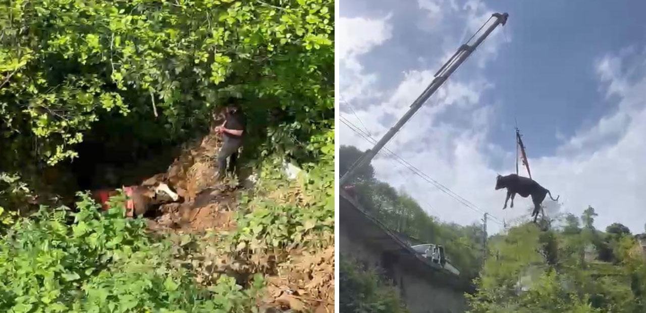 Rize'de dere yatağına düşen inek vinçle kurtarıldı