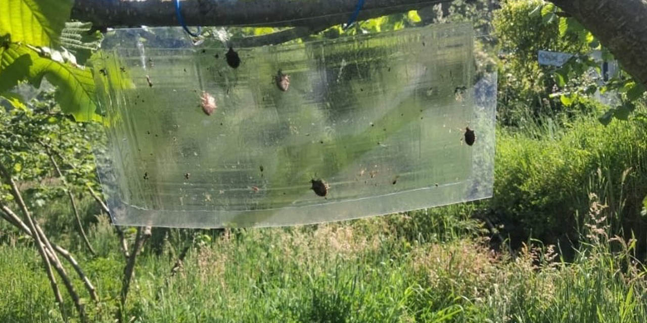 Kahverengi kokarcalar için feromon tuzaklar yenileniyor