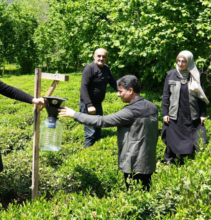 Kahverengi kokarca ile mücadelede 250 feromon tuzağı kuruldu