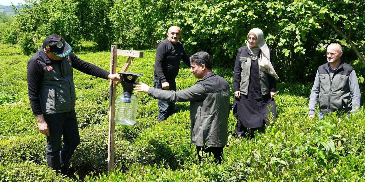 Kahverengi kokarca ile mücadelede 250 feromon tuzağı kuruldu