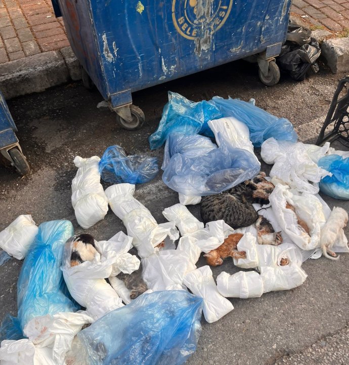 İzmir'de poşetler içinde 33 ölü kedi bulundu