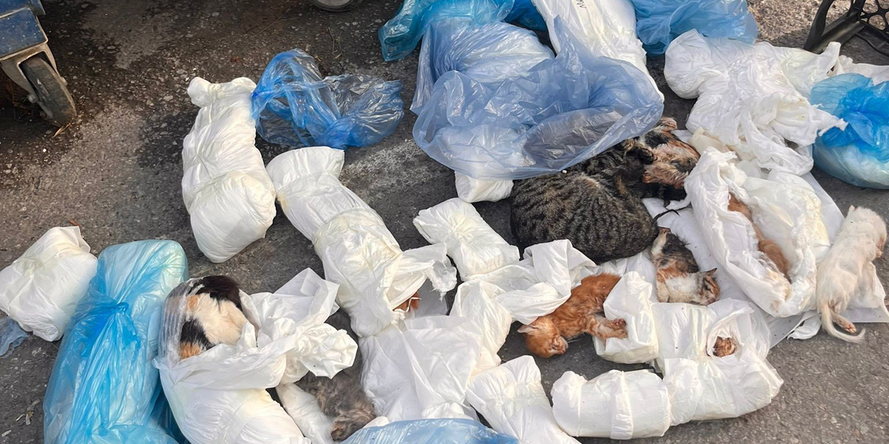 İzmir'de poşetler içinde 33 ölü kedi bulundu