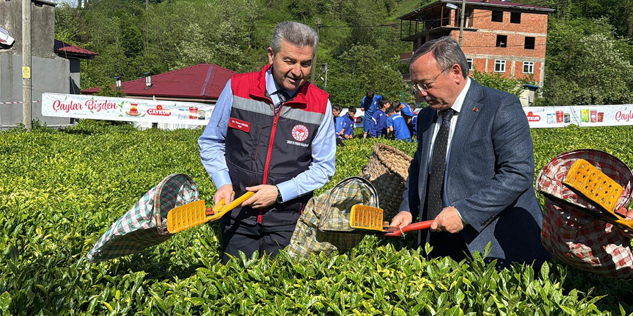 Artvin'de çay sezonu açıldı