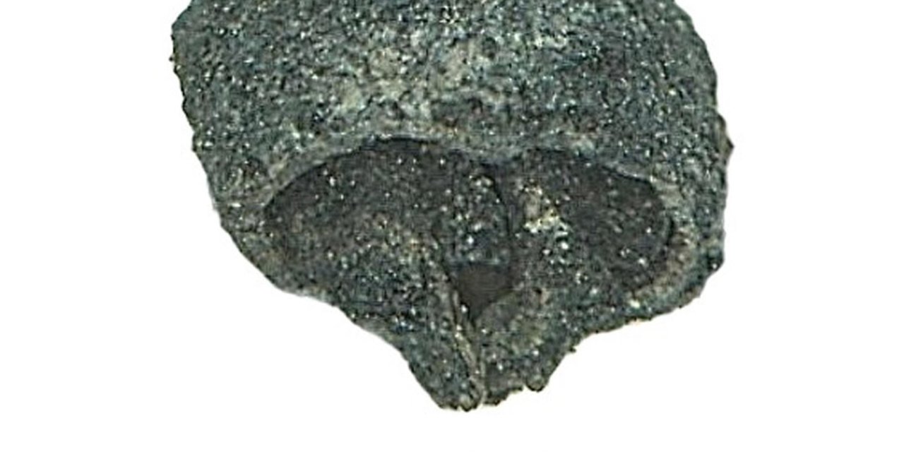 Aşağıseyit Höyüğü'nde Genç Tunç Çağı'na Ait Üzüm Çekirdeği Bulundu