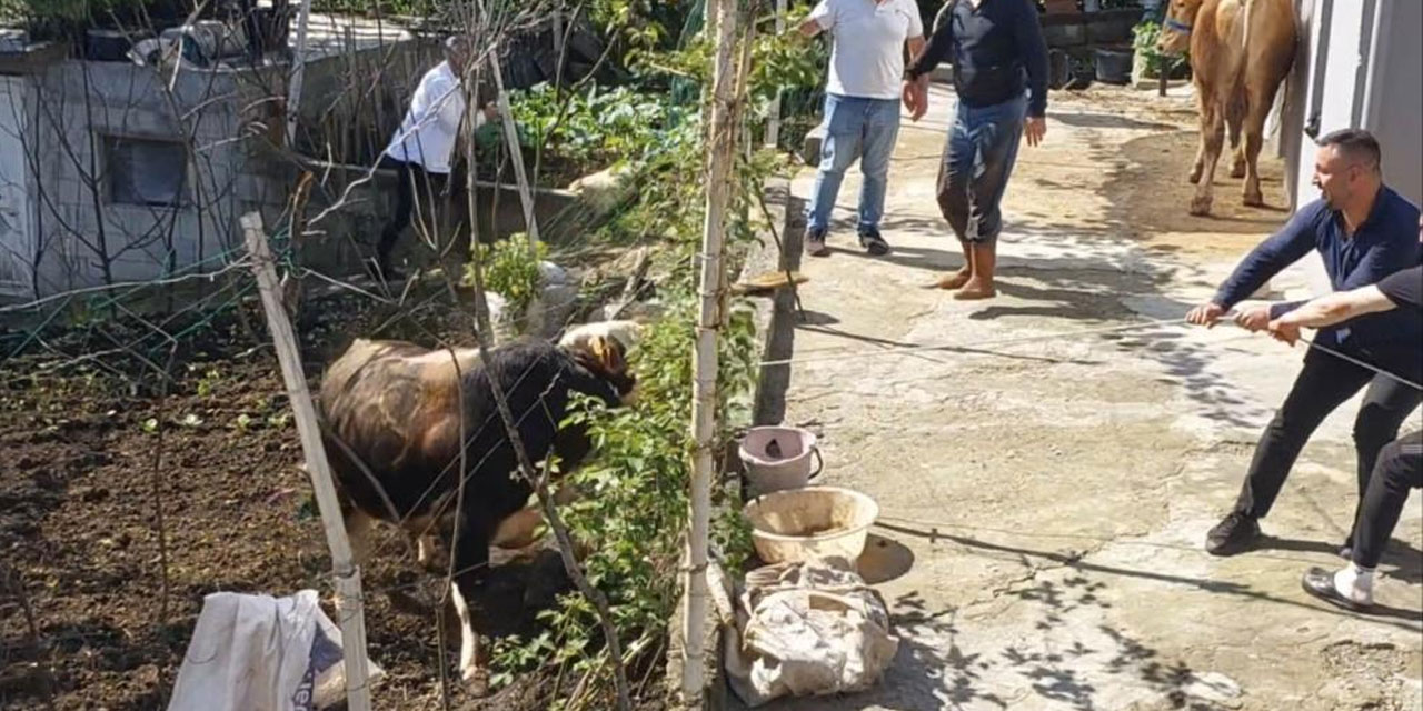 Rize'de kaçan kurbanlık sahiplerine zor anlar yaşattı