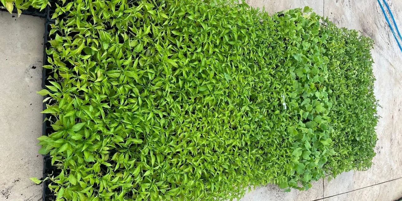 Rize Ziraat Odası'nda 5 TL'den Fide Satışları başladı