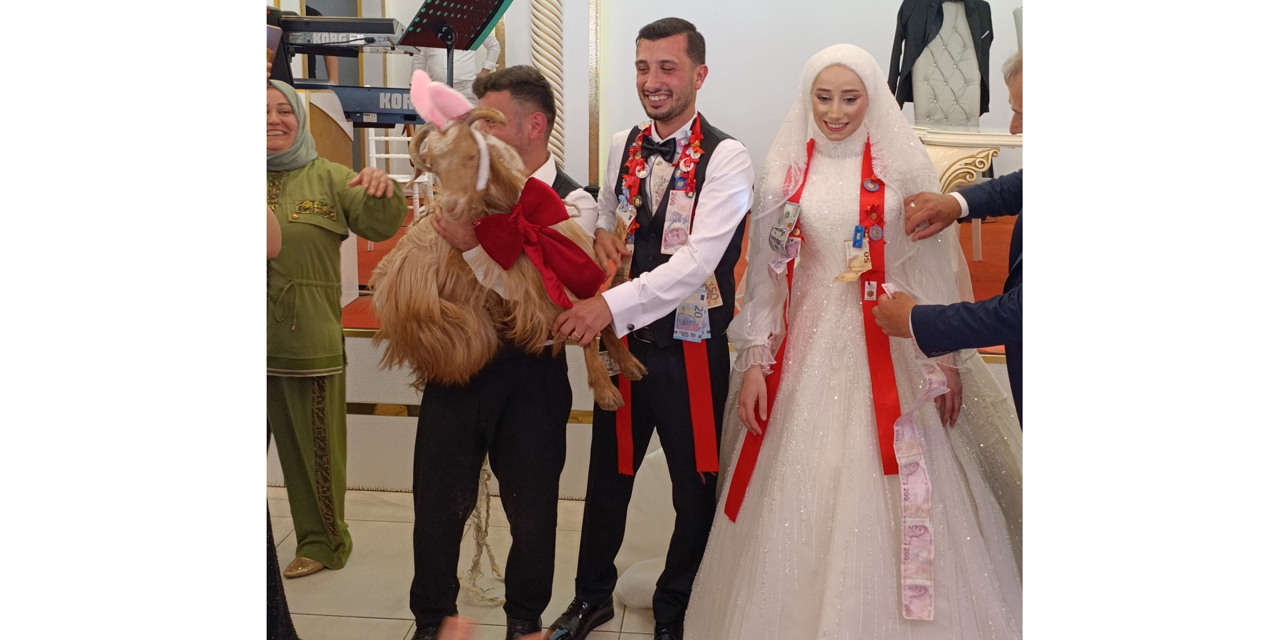 Düğünde altın değil keçi takıldı