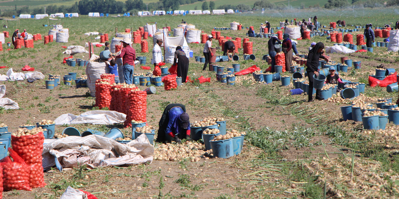 Soğan hasadı başladı: Tarlada kilosu 12-25 TL arasında