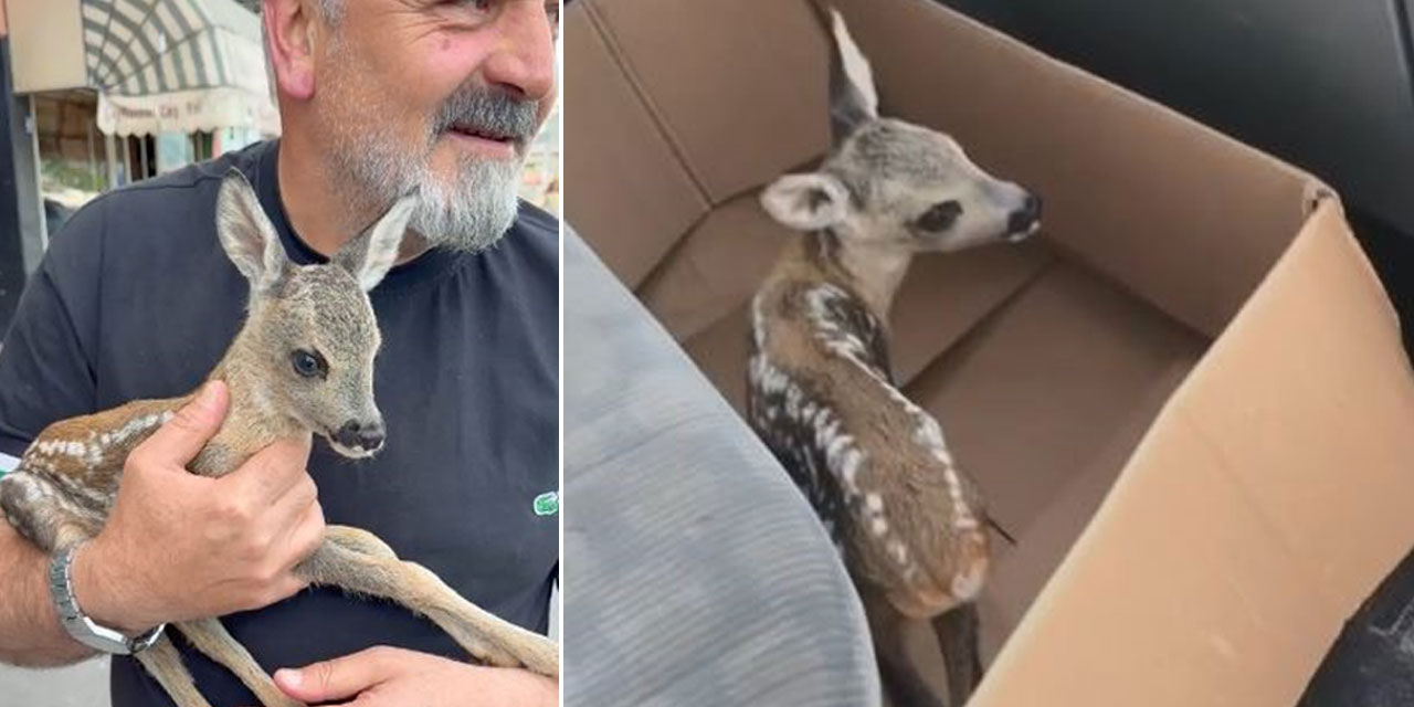 Çay bahçesinde bulunan yavru karaca doğaya bırakıldı