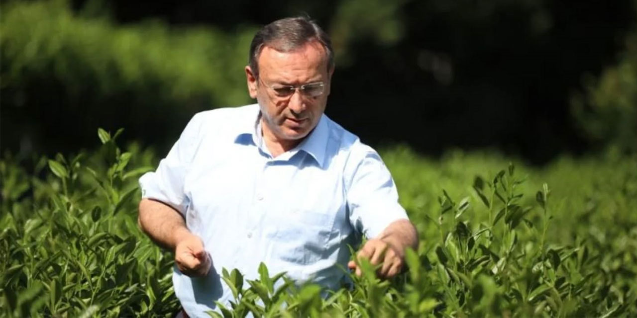 Yaş Çay Hasadı Rekorla Devam Ediyor: ÇAYKUR Üreticinin Yanında