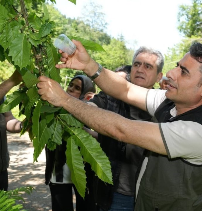Kestane ormanlarını korumak için 5 bin samuray arısı doğaya salındı