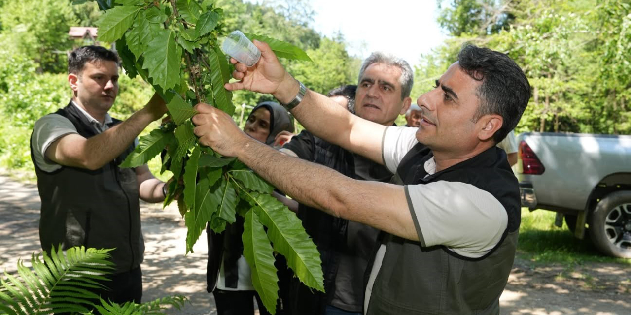 Kestane ormanlarını korumak için 5 bin samuray arısı doğaya salındı
