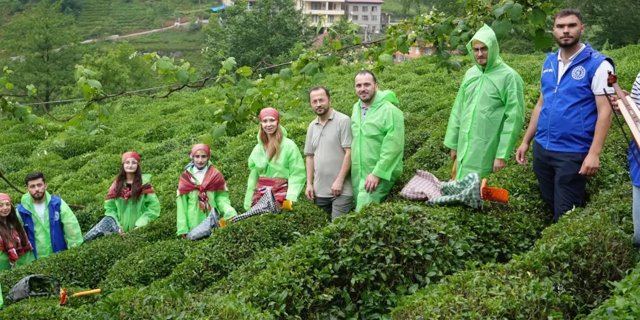 Rize'de gençler çaylığa indi: Gönüllü Çay Hasadı ses getirdi