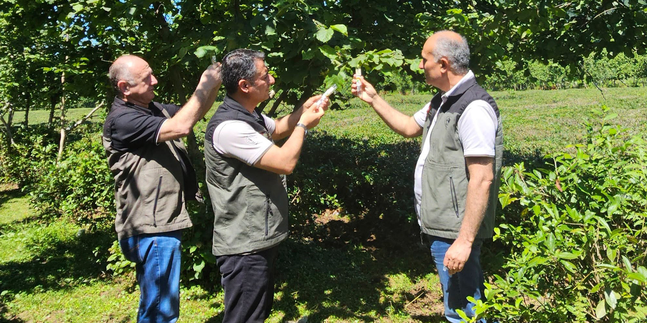 Kahverengi kokarca ile mücadelede 11 bin samuray arıcığı salındı