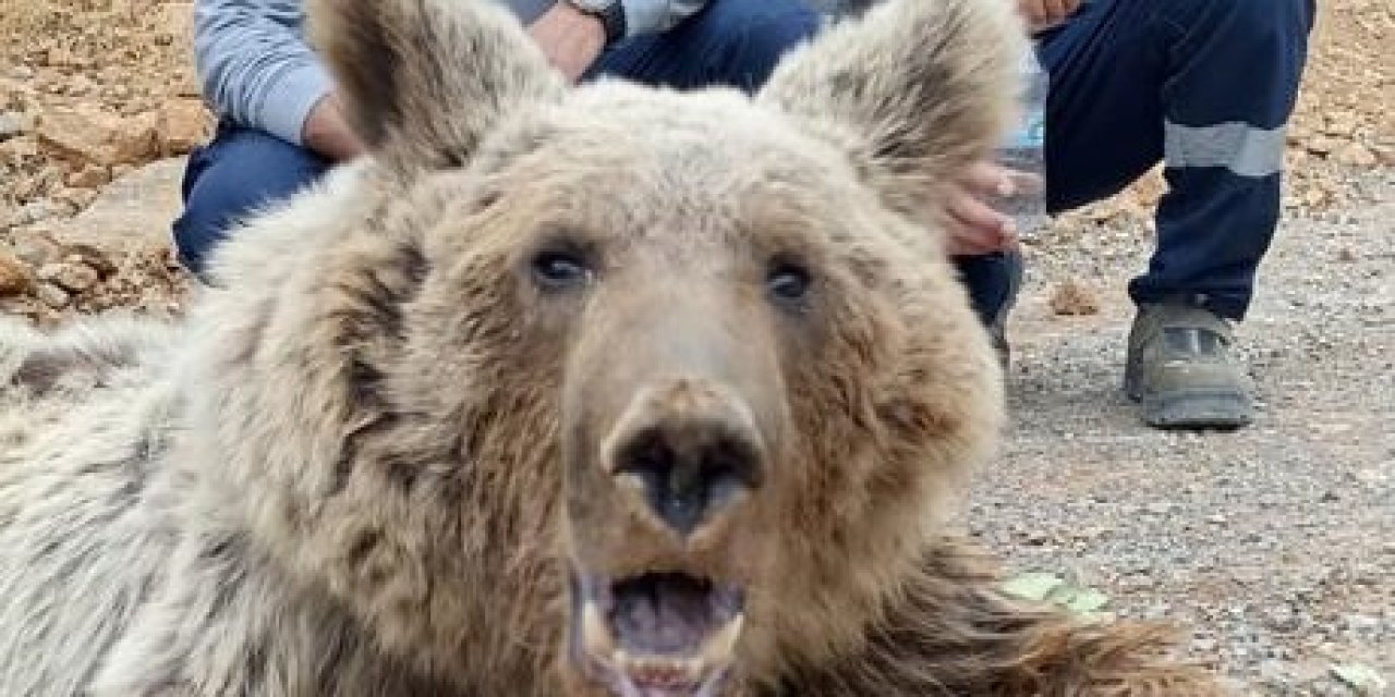 Hakkari'de Dağdan Kopan Kaya Parçalarıyla Yaralanan Ayı Tedaviye Alındı (2)- Yeniden
