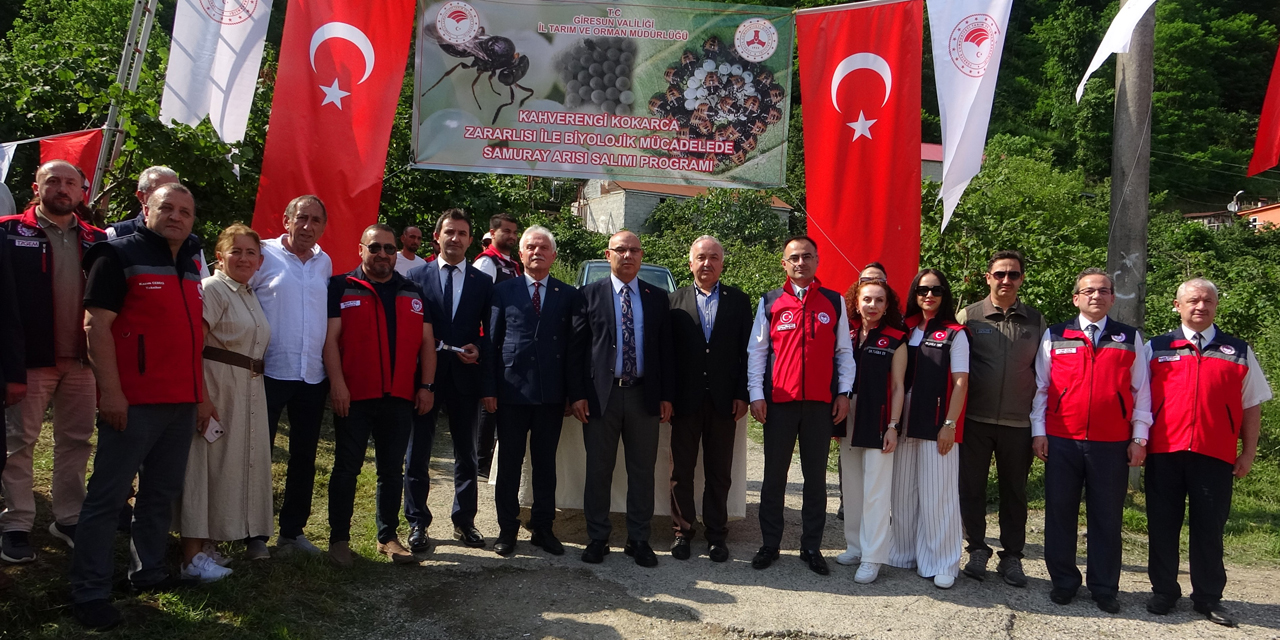 Giresun'da kahverengi kokarcaya karşı samuray arıları doğaya salındı