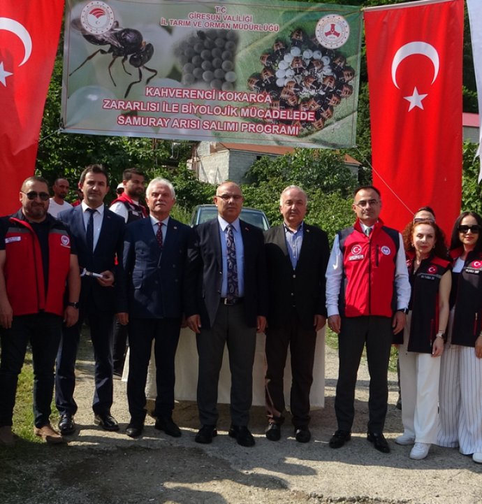 Giresun'da kahverengi kokarcaya karşı samuray arıları doğaya salındı