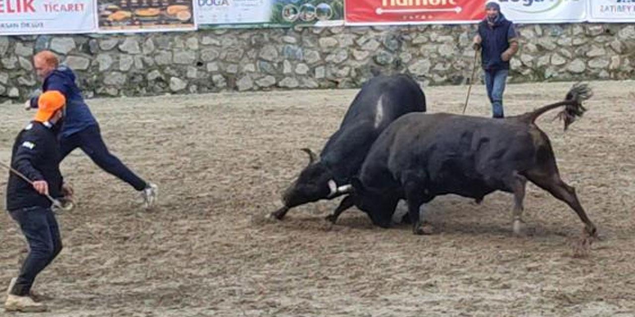 Ayder’de boğa güreşleri sağanak yağışa rağmen heyecanlı başladı