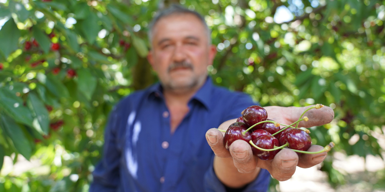Tescilli Tokat kirazında hasat mesaisi başladı