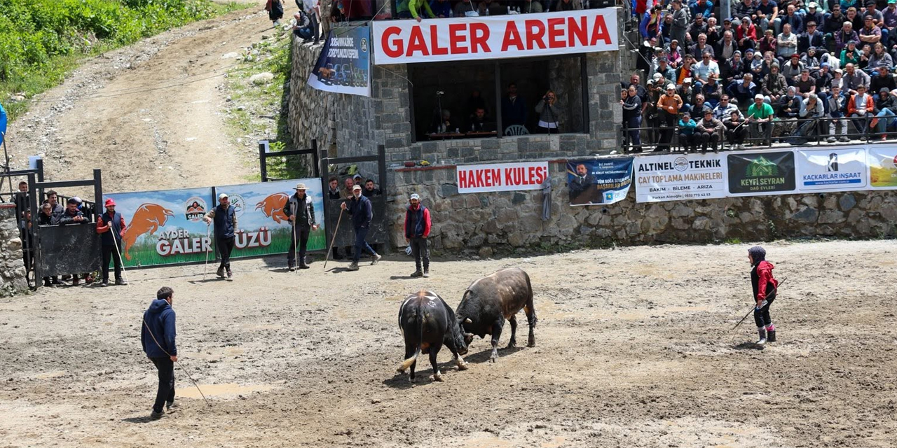 30. Ayder Festivali Boğa Güreşleri ile tamamlandı