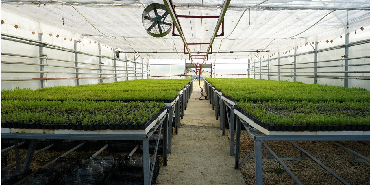 Üniversite serasında üretiliyor: Çiftçilerin geliri aromatik bitkilerle artacak