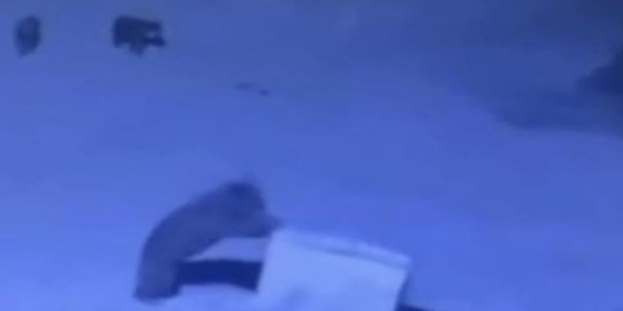 Rize'de ayı ailesinin çöp konteyneri ile oyunu