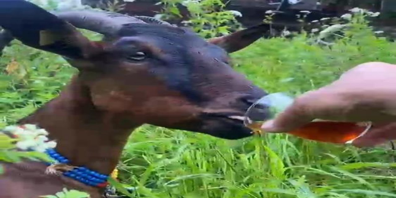 Rize'de keçinin bardaktan çay içtiği görüntüler tebessüm ettirdi