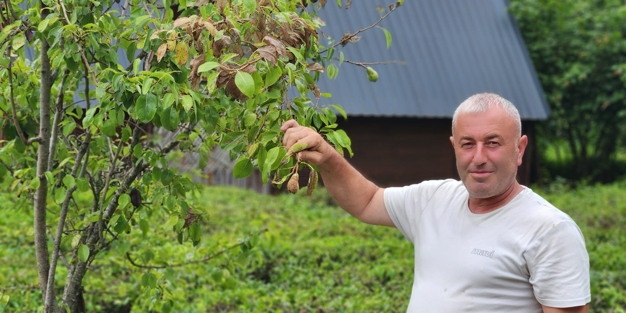 Vampir Kelebek ve kahverengi kokarcanın ardından Doğu Karadeniz'de şimdi de tırtıl tehdidi