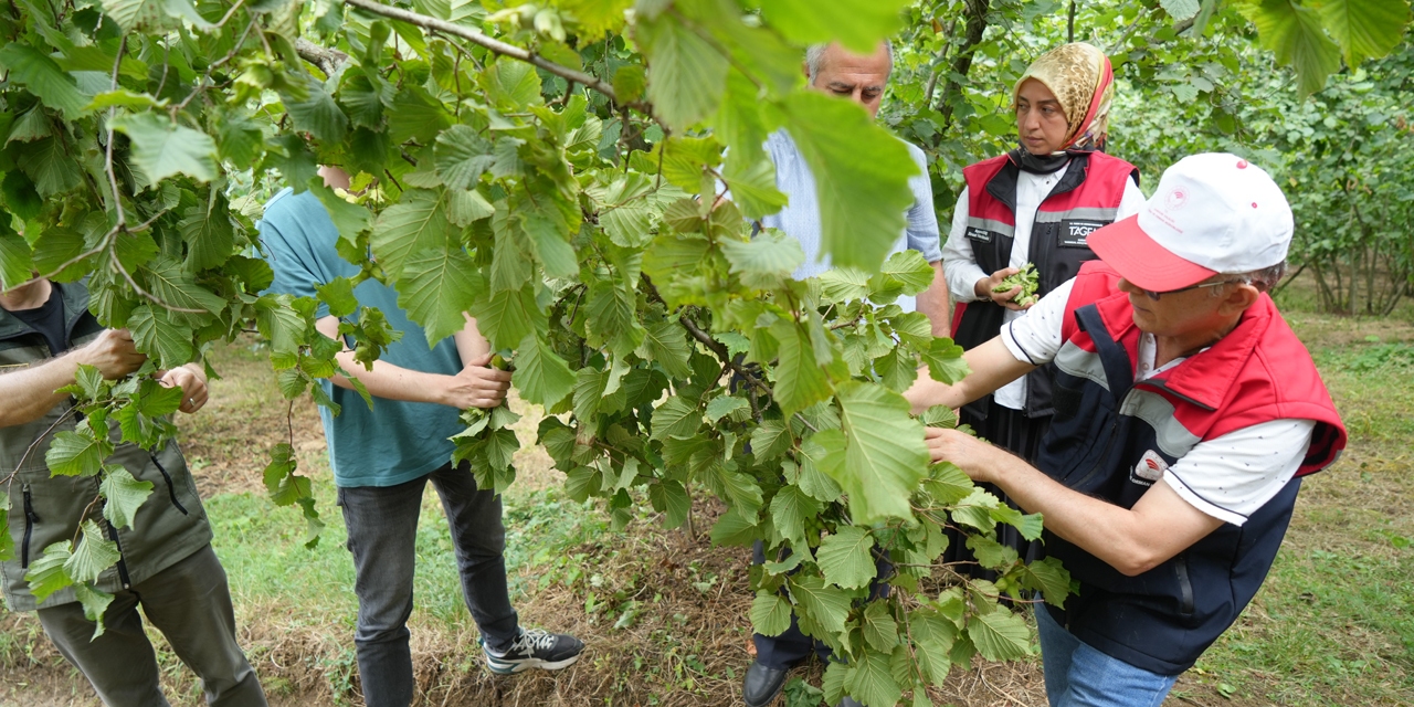 Samsun'da fındıkta rekolte mesaisi: Bahçelerde sayım başladı