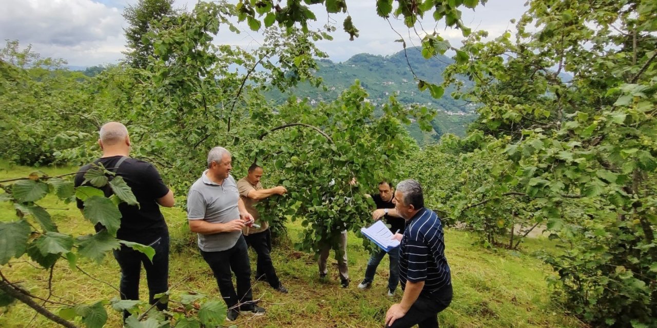 Trabzon’da fındıkta rekolte tespiti çalışmaları başladı