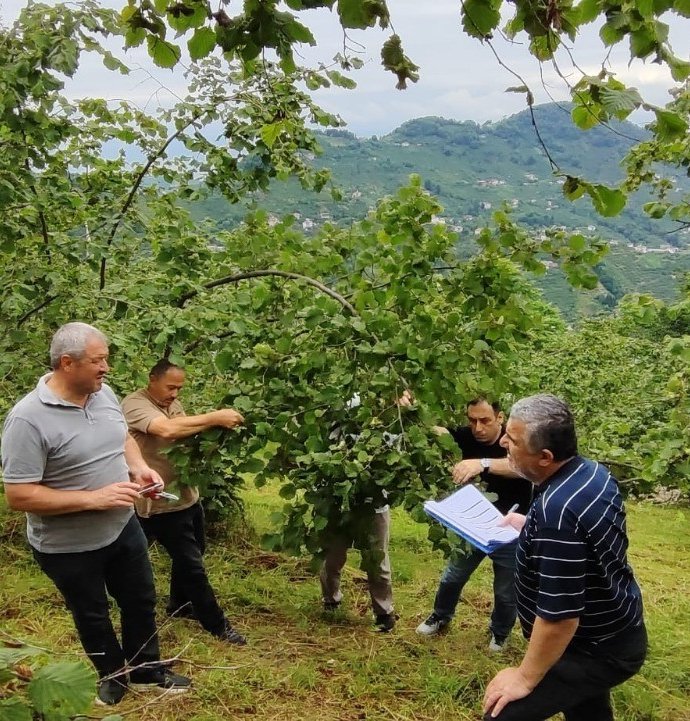 Trabzon’da fındıkta rekolte tespiti çalışmaları başladı