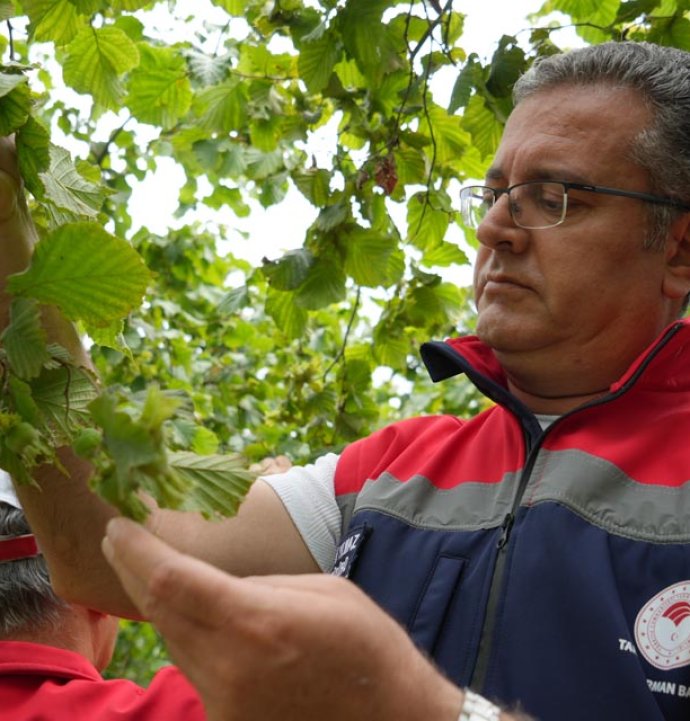 Samsun'da fındık rekolte tahmini çalışmaları tamamlandı