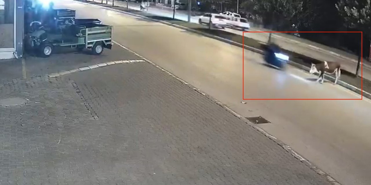 Motosikletle büyükbaş hayvana çarptı