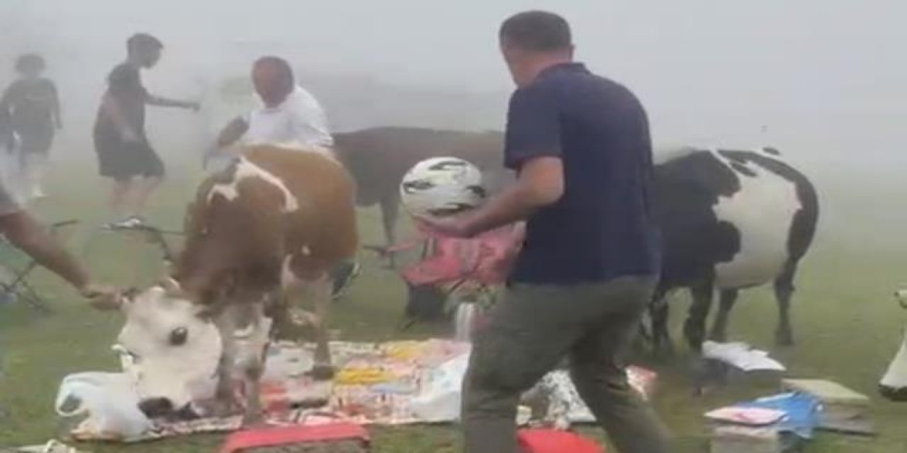 Rize’de piknik masasının davetsiz misafirleri ile piknikçiler arasında güldüren kovalamaca