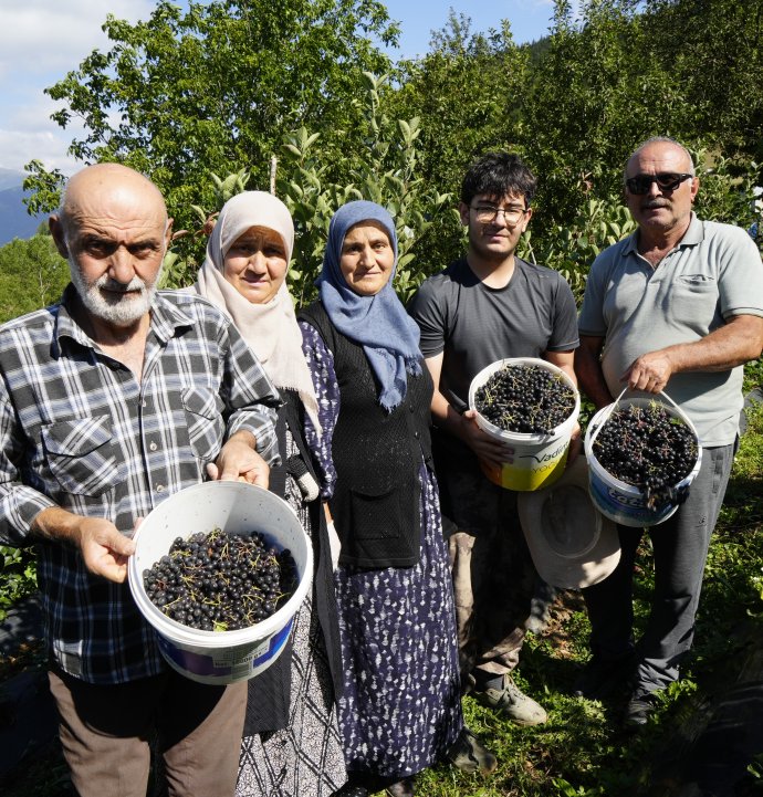 Gümüşhane’de aronya bereketi: 75 ton rekolte bekleniyor