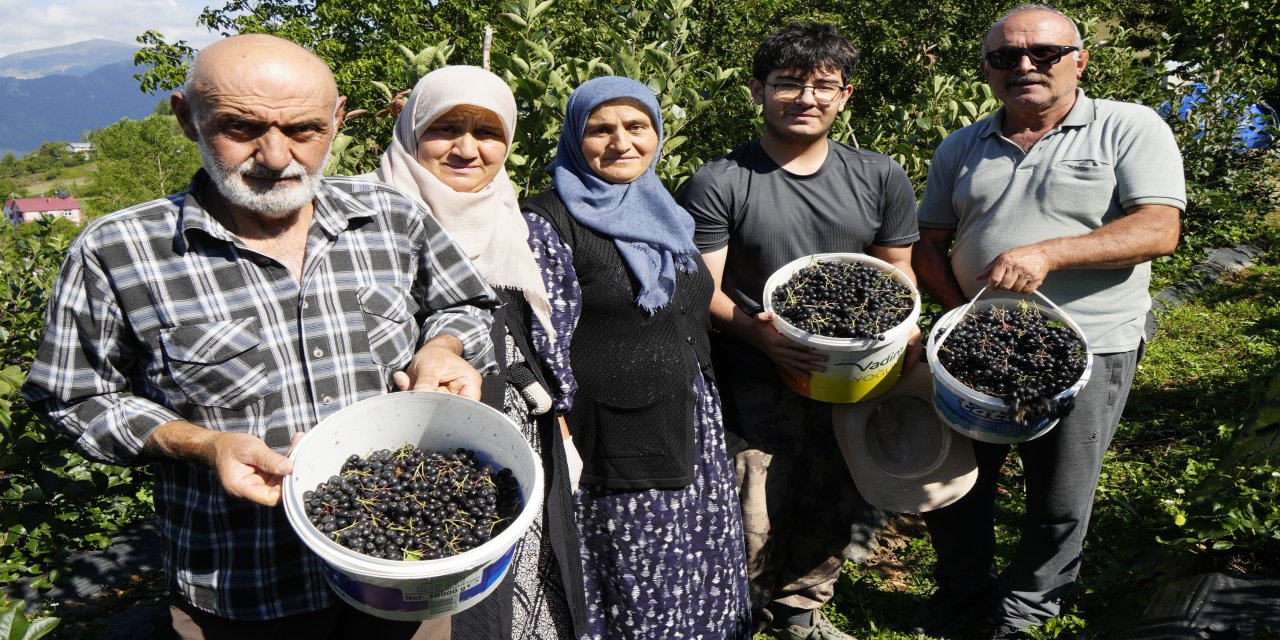 Gümüşhane’de aronya bereketi: 75 ton rekolte bekleniyor