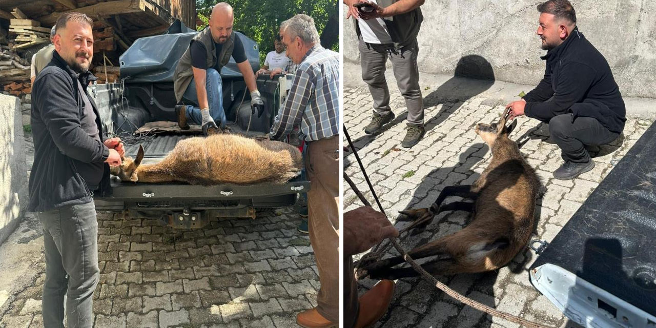 Halsiz düşen yaban keçisi köye sığındı