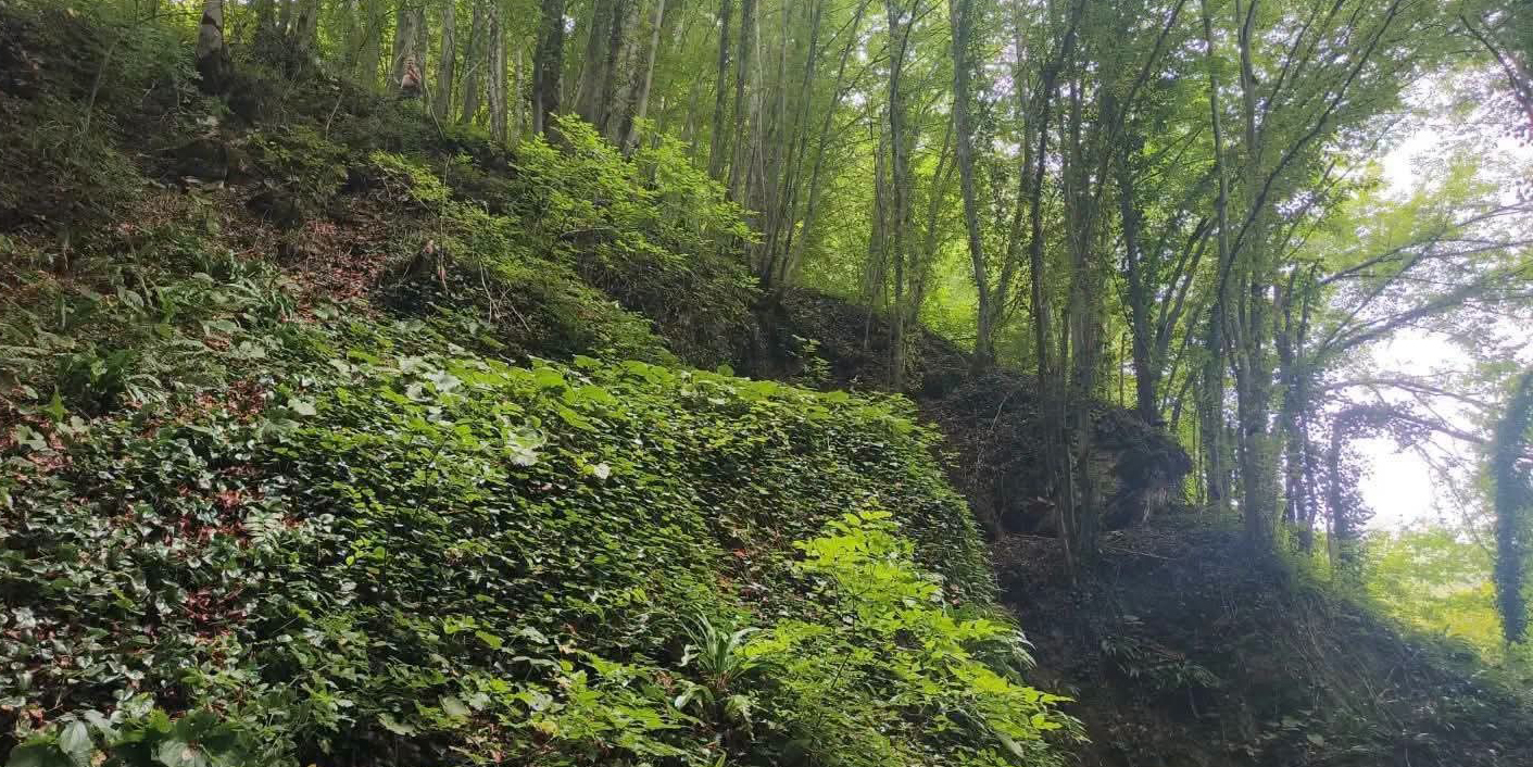 Fındık toplarken uçuruma yuvarlanan şahıs hayatını kaybetti