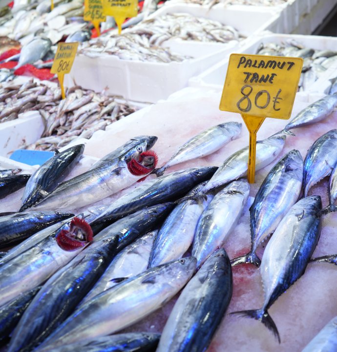 Karadeniz'de palamut patlaması: Tanesi 80 TL