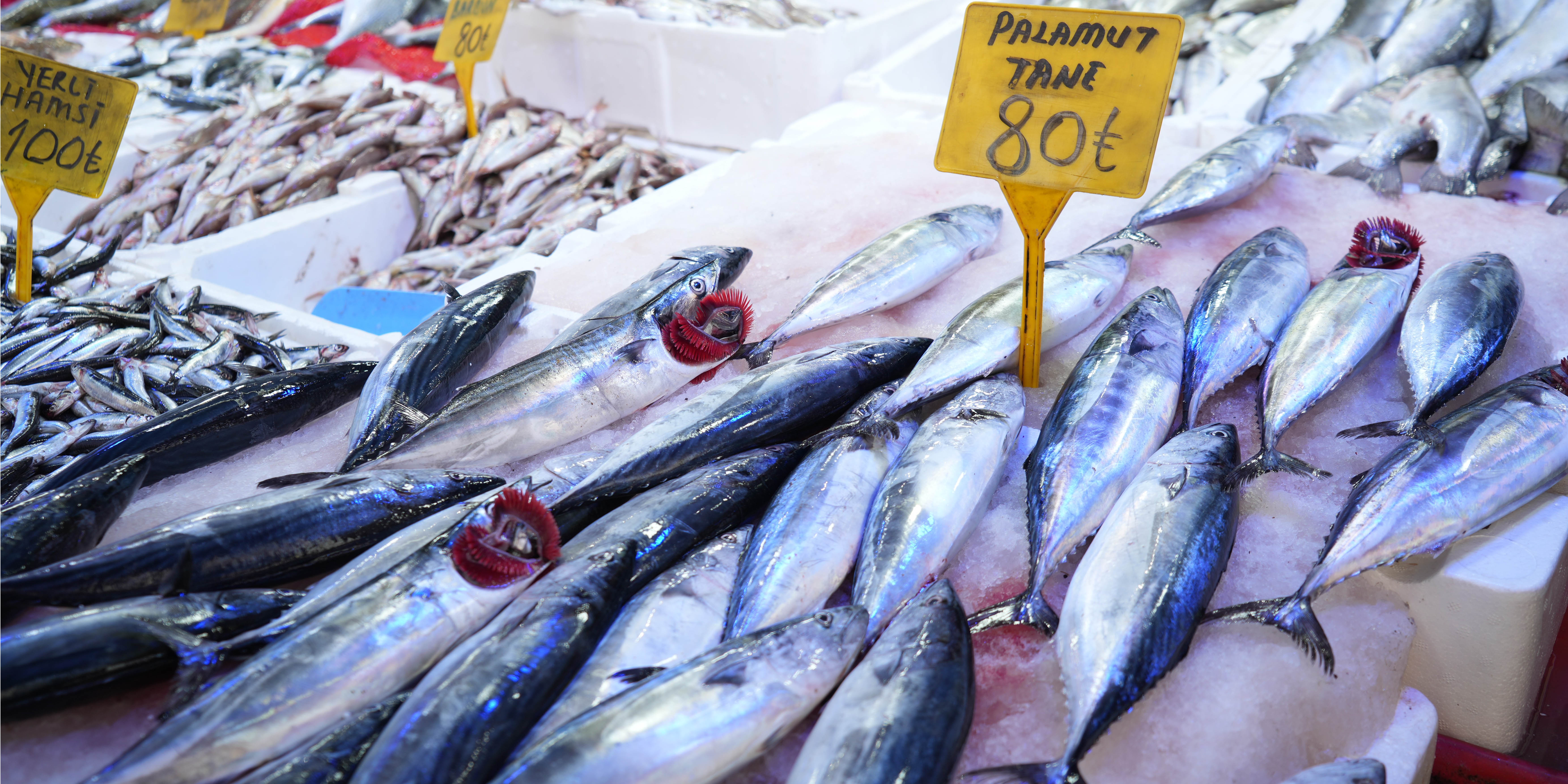 Karadeniz'de palamut patlaması: Tanesi 80 TL